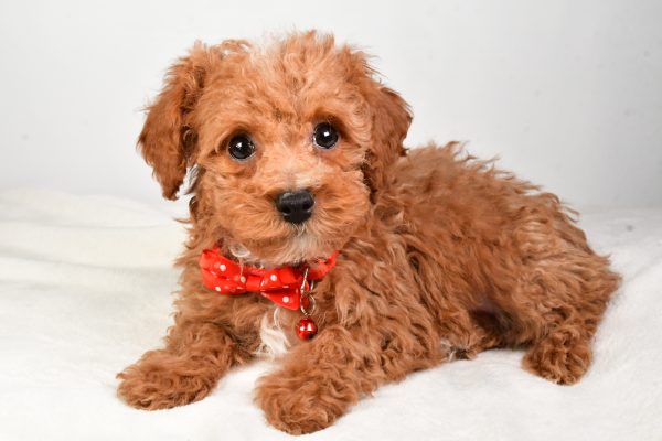 Mr. Kenny The Miniature Poodle - Image 5