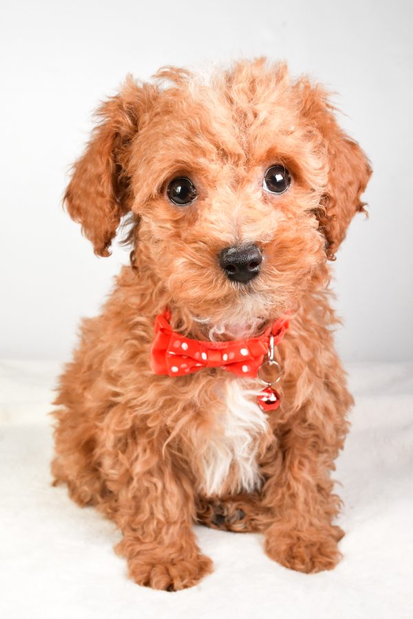 Mr. Kenny The Miniature Poodle - Image 2