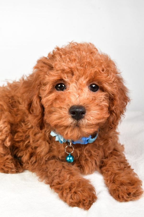 Miss Kelly The Miniature Poodle - Image 3