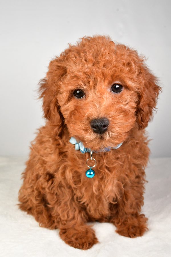 Miss Kelly The Miniature Poodle - Image 2