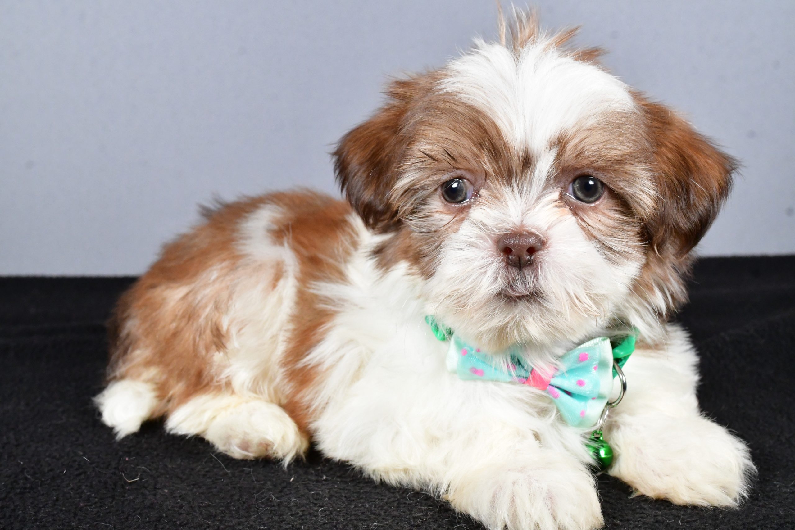 Mr. Cooper The ShihTzu - Image 9