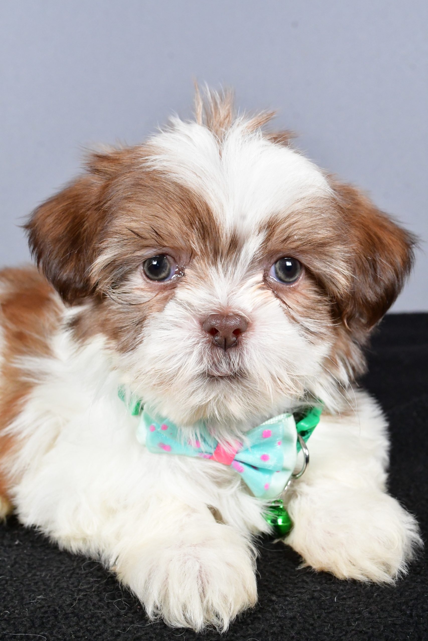 Mr. Cooper The ShihTzu - Image 7