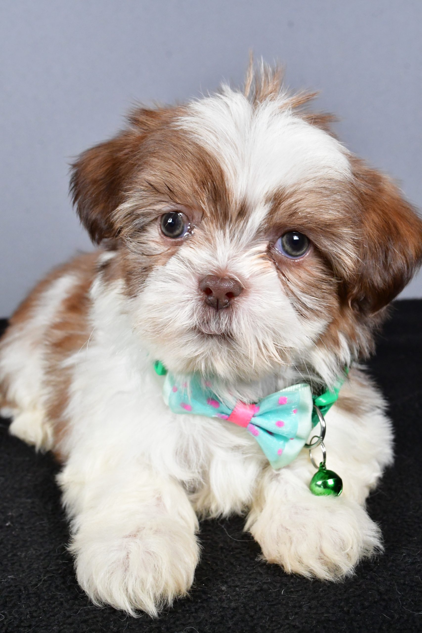Mr. Cooper The ShihTzu - Image 6