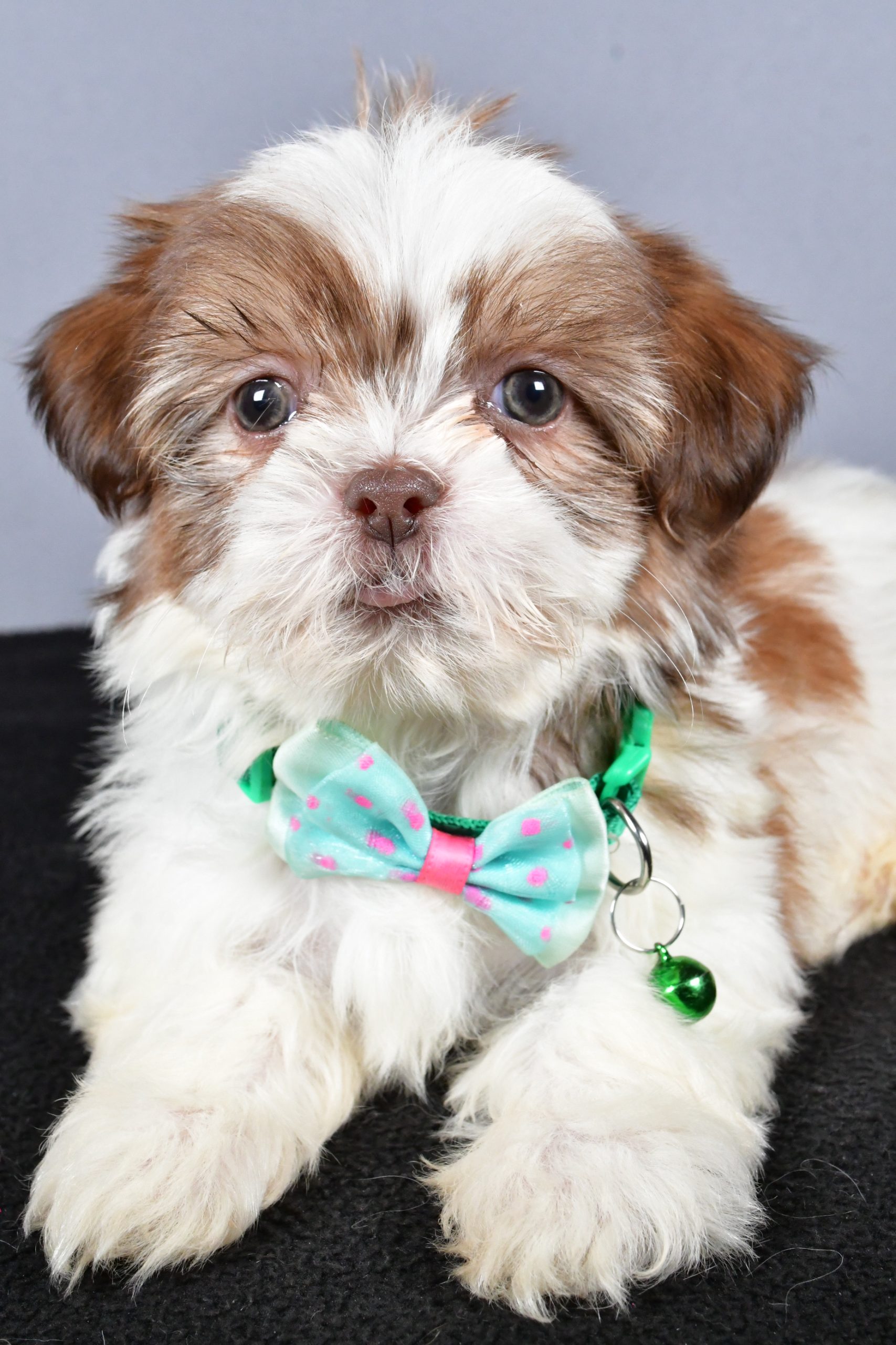 Mr. Cooper The ShihTzu - Image 5