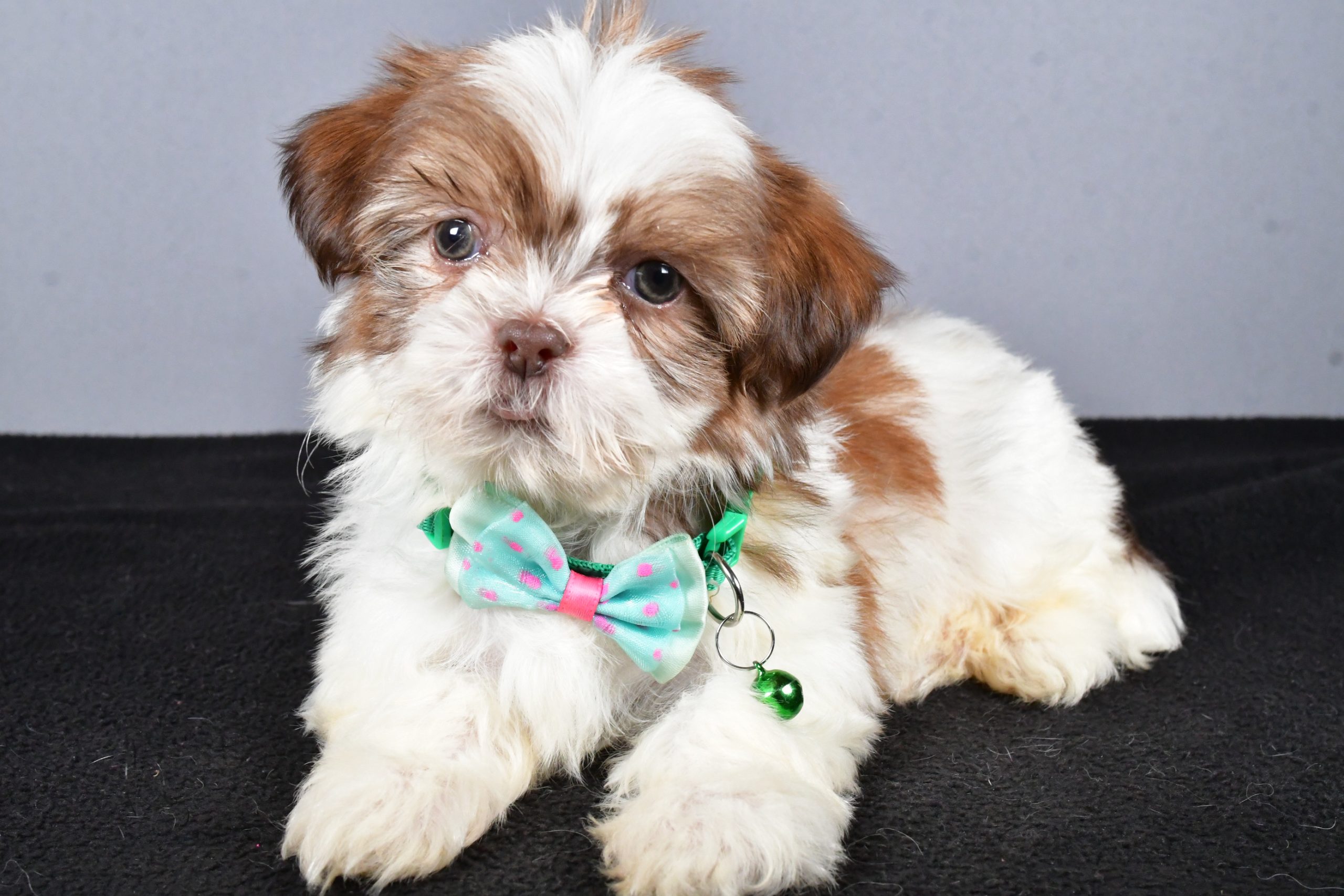 Mr. Cooper The ShihTzu - Image 8