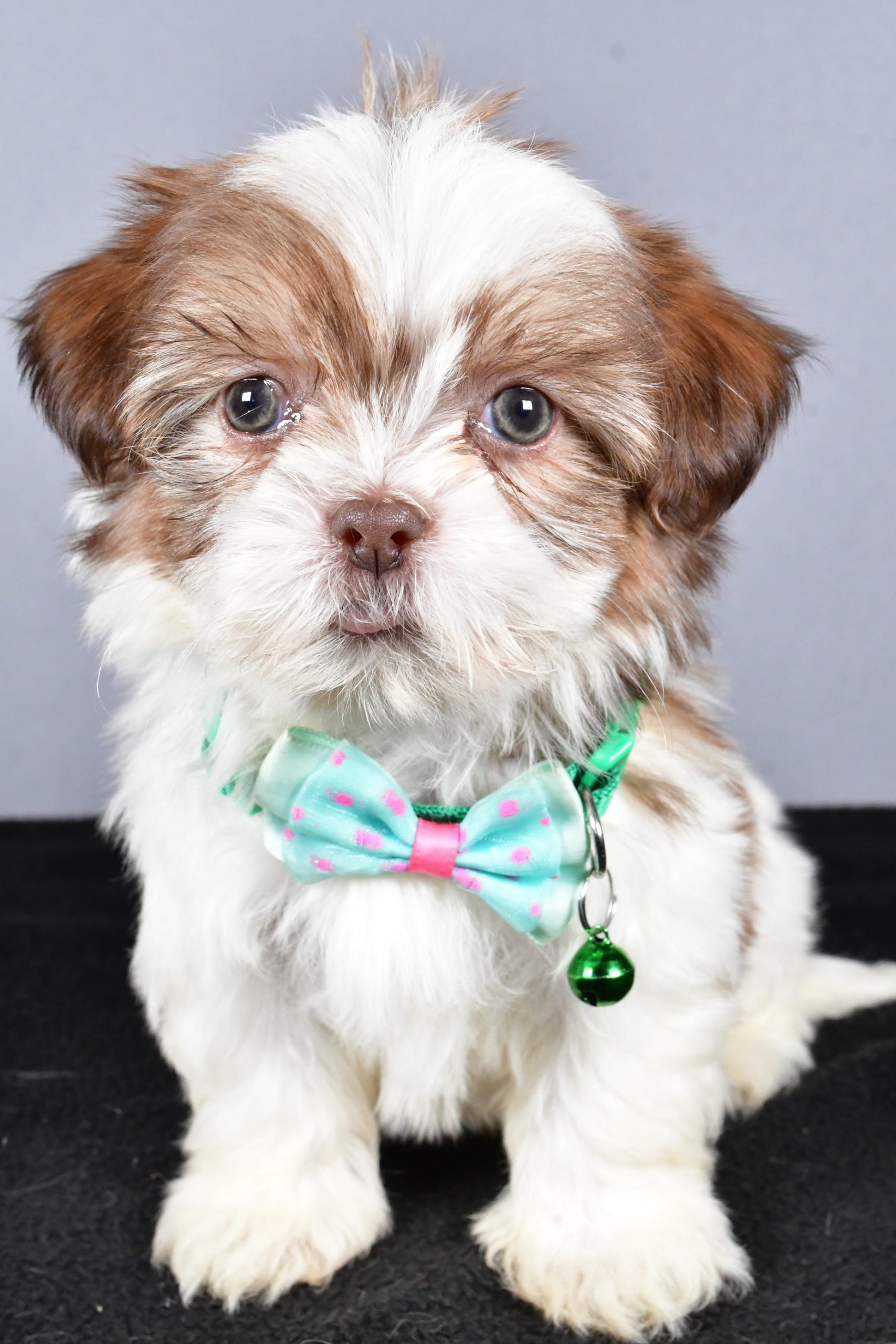 Mr. Cooper The ShihTzu - Image 2