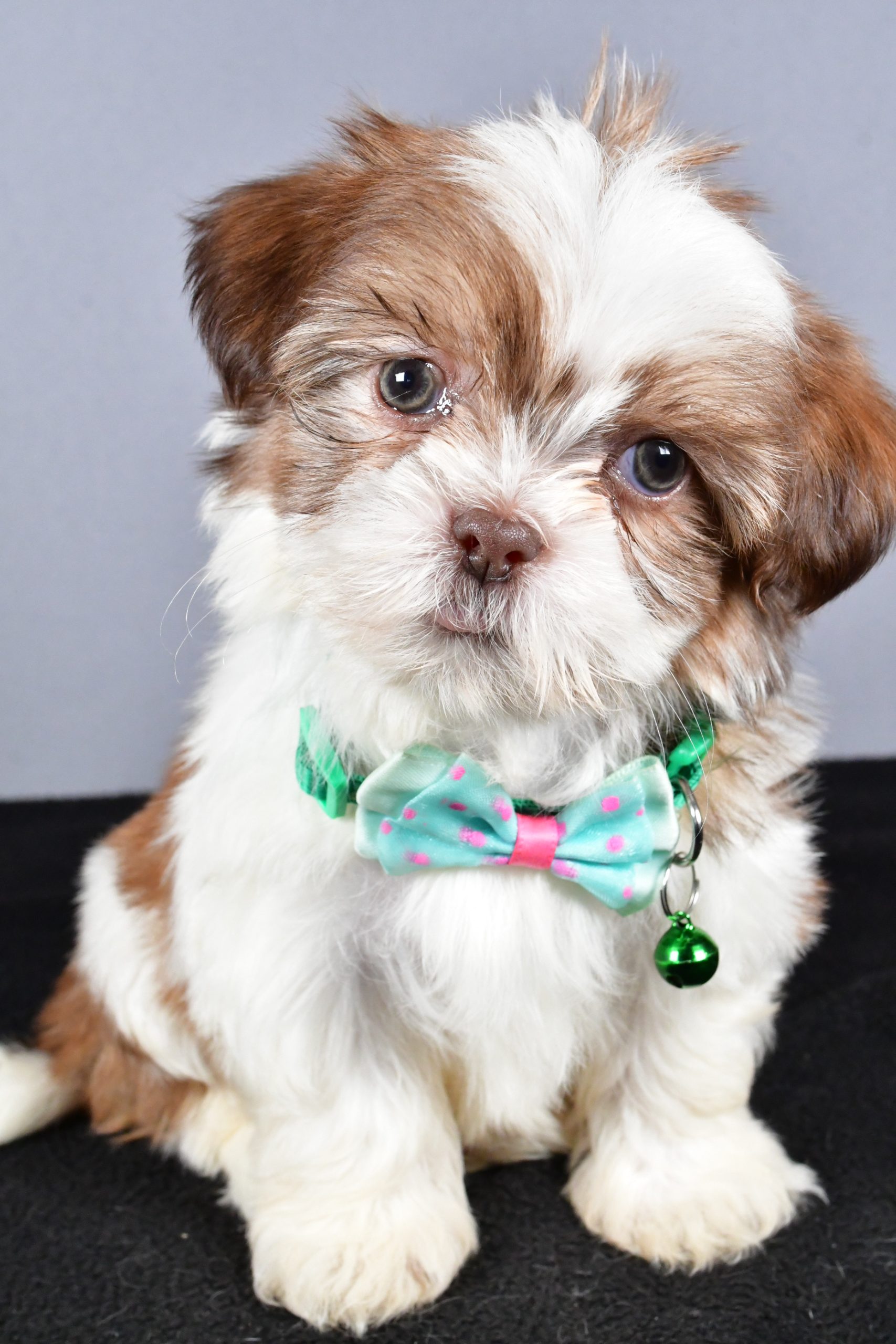 Mr. Cooper The ShihTzu - Image 3