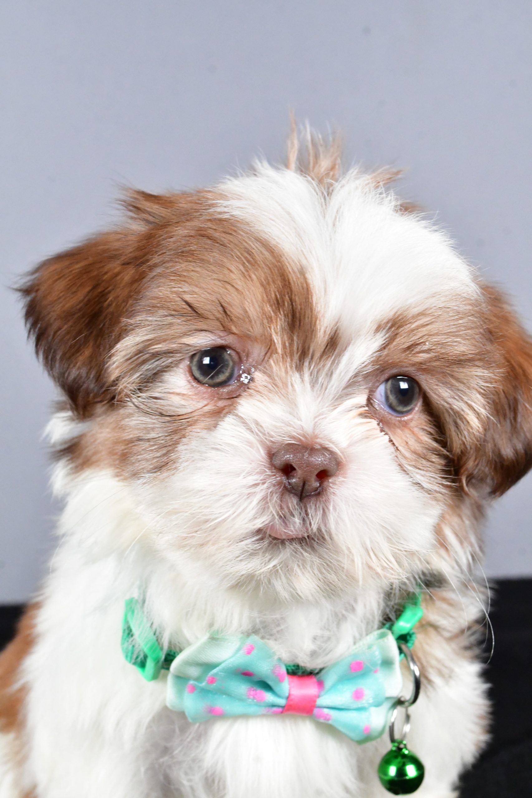 Mr. Cooper The ShihTzu - Image 4