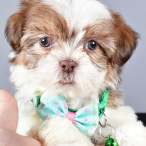 Mr. Cooper The ShihTzu
