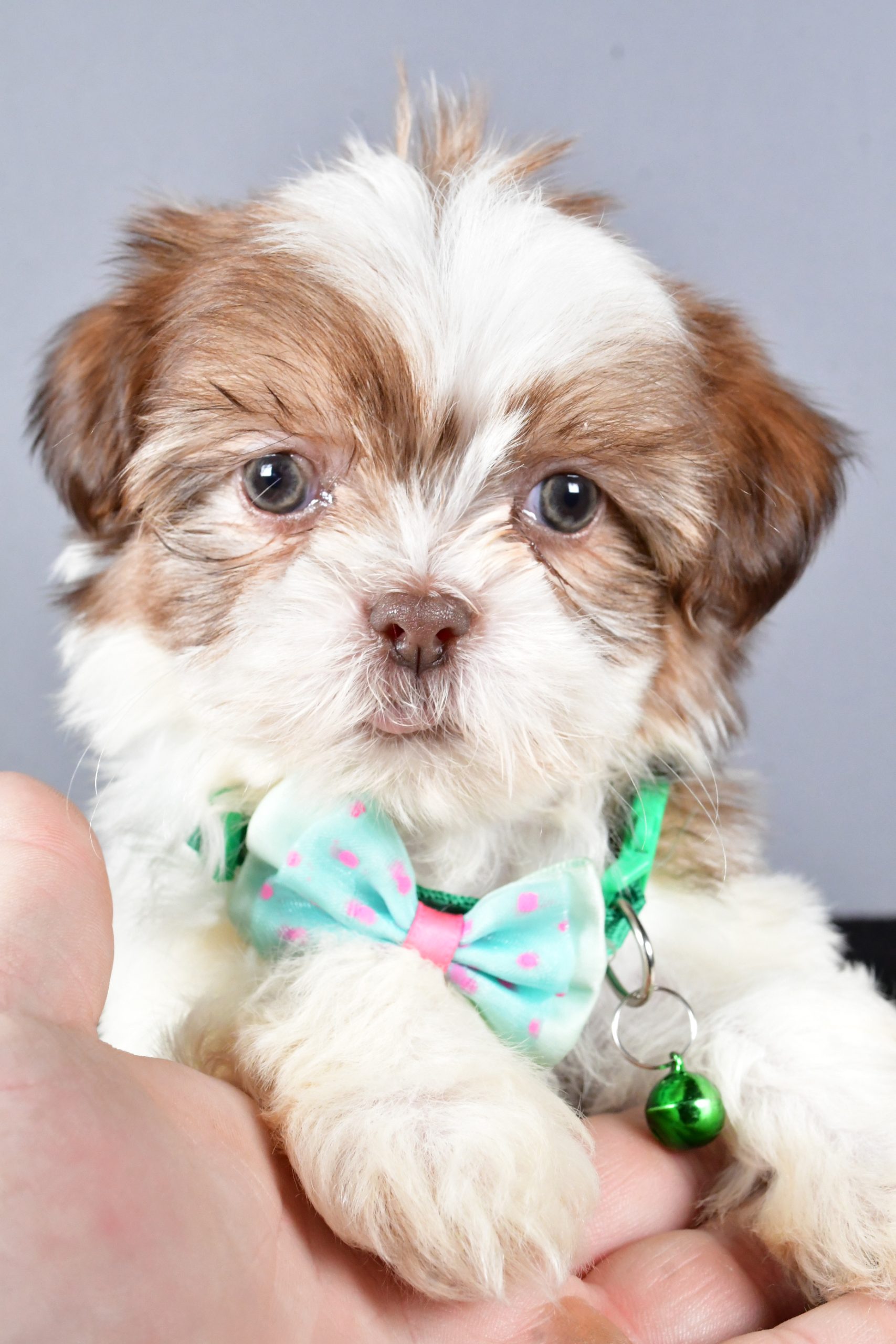 Mr. Cooper The ShihTzu