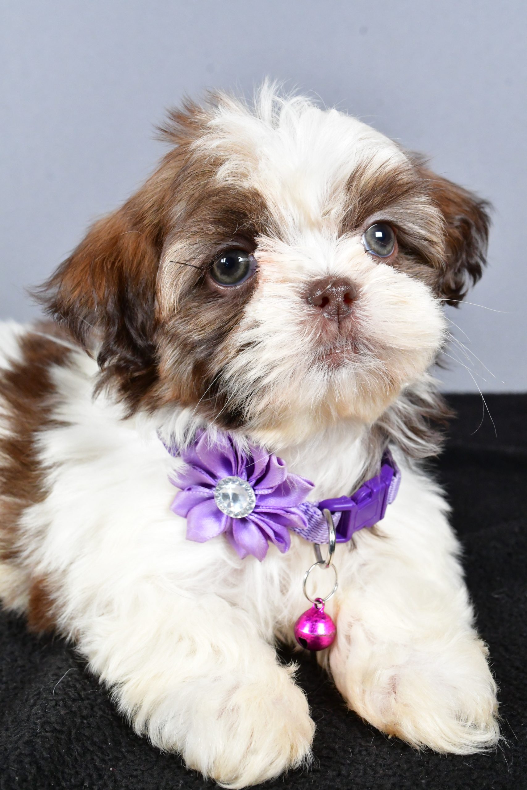 Miss Carmel The ShihTzu - Image 4