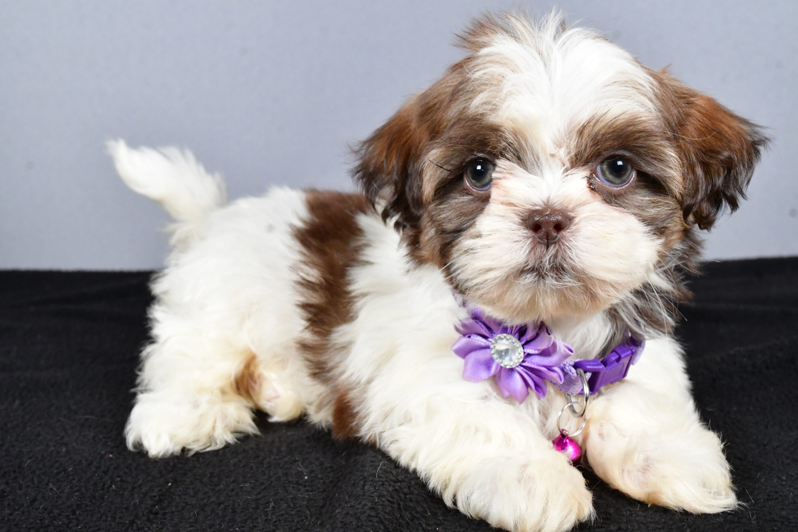 Miss Carmel The ShihTzu - Image 7