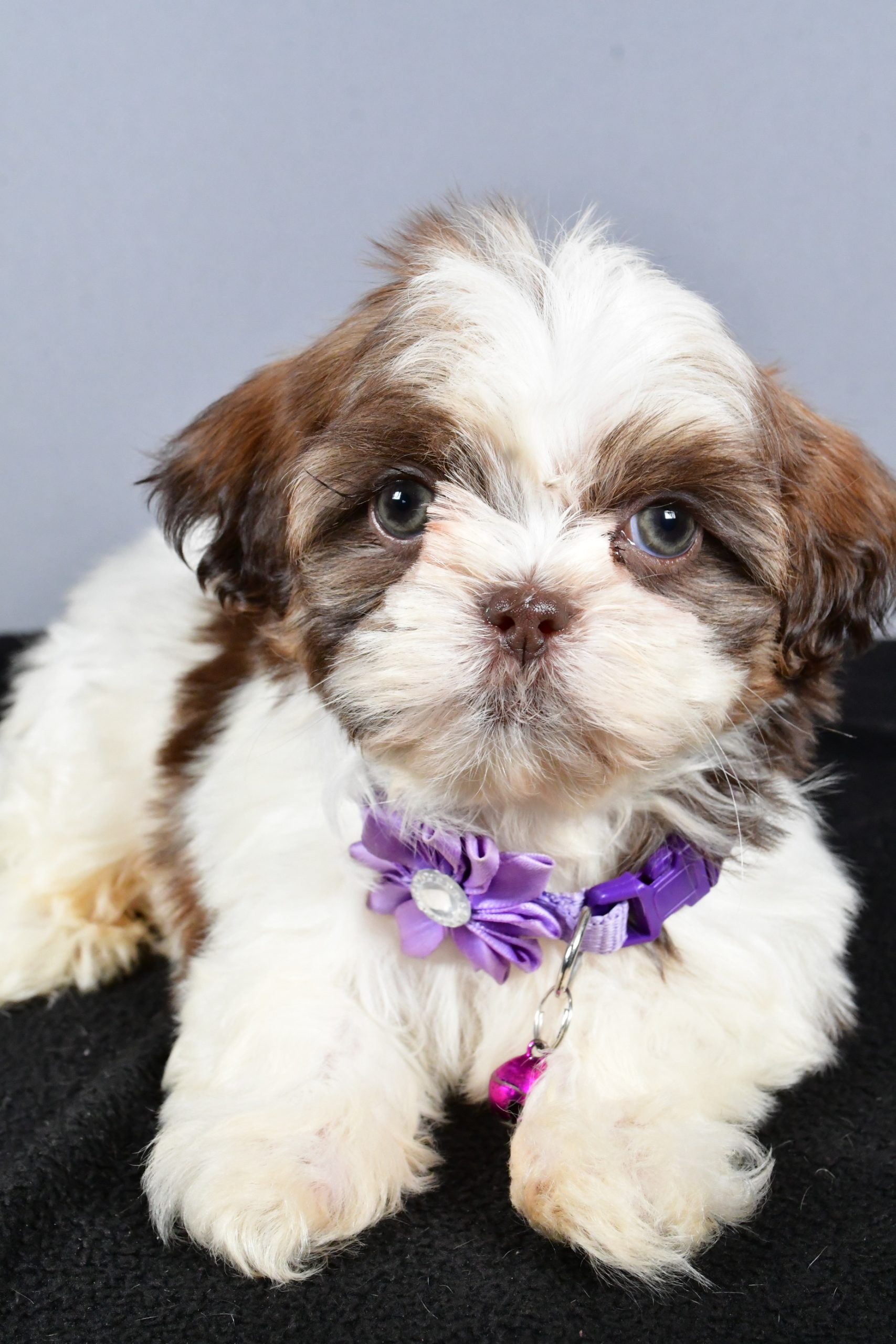 Miss Carmel The ShihTzu - Image 5