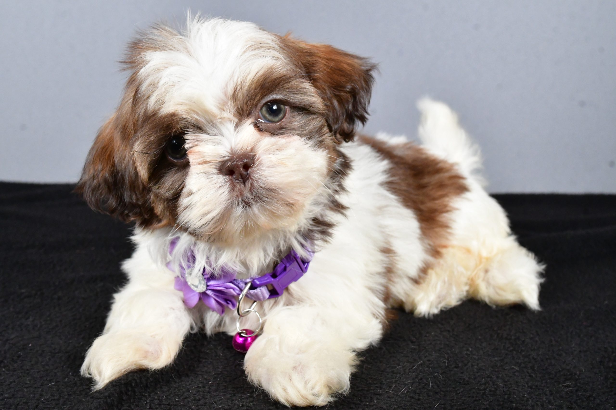 Miss Carmel The ShihTzu - Image 6