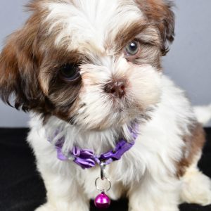 Miss Carmel The ShihTzu