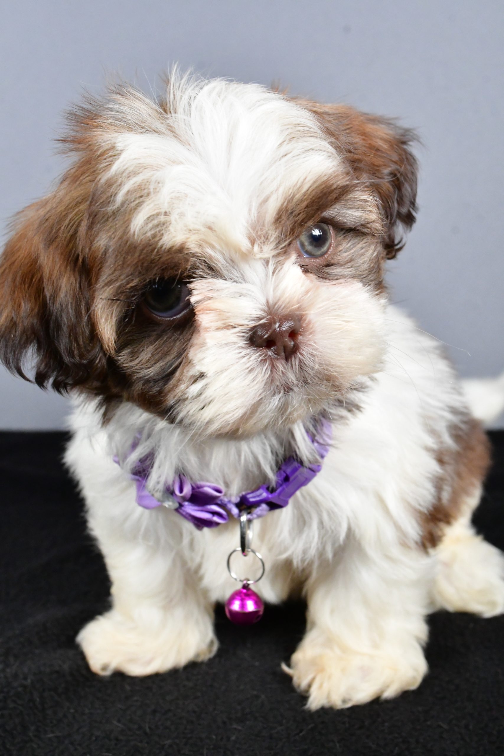 Miss Carmel The ShihTzu