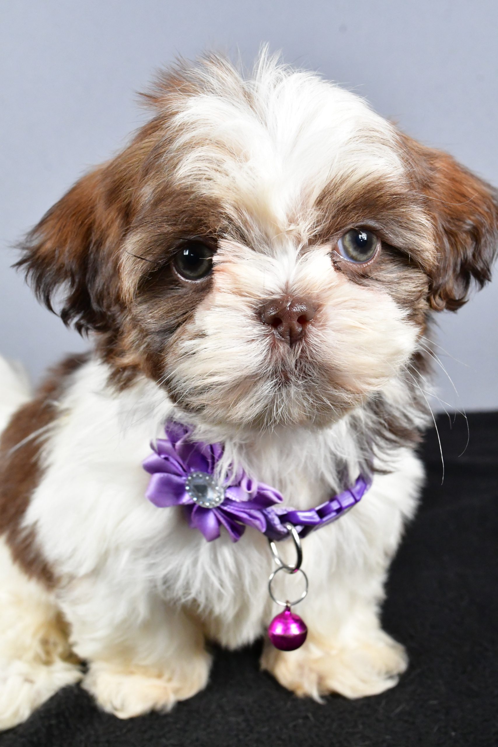Miss Carmel The ShihTzu - Image 3