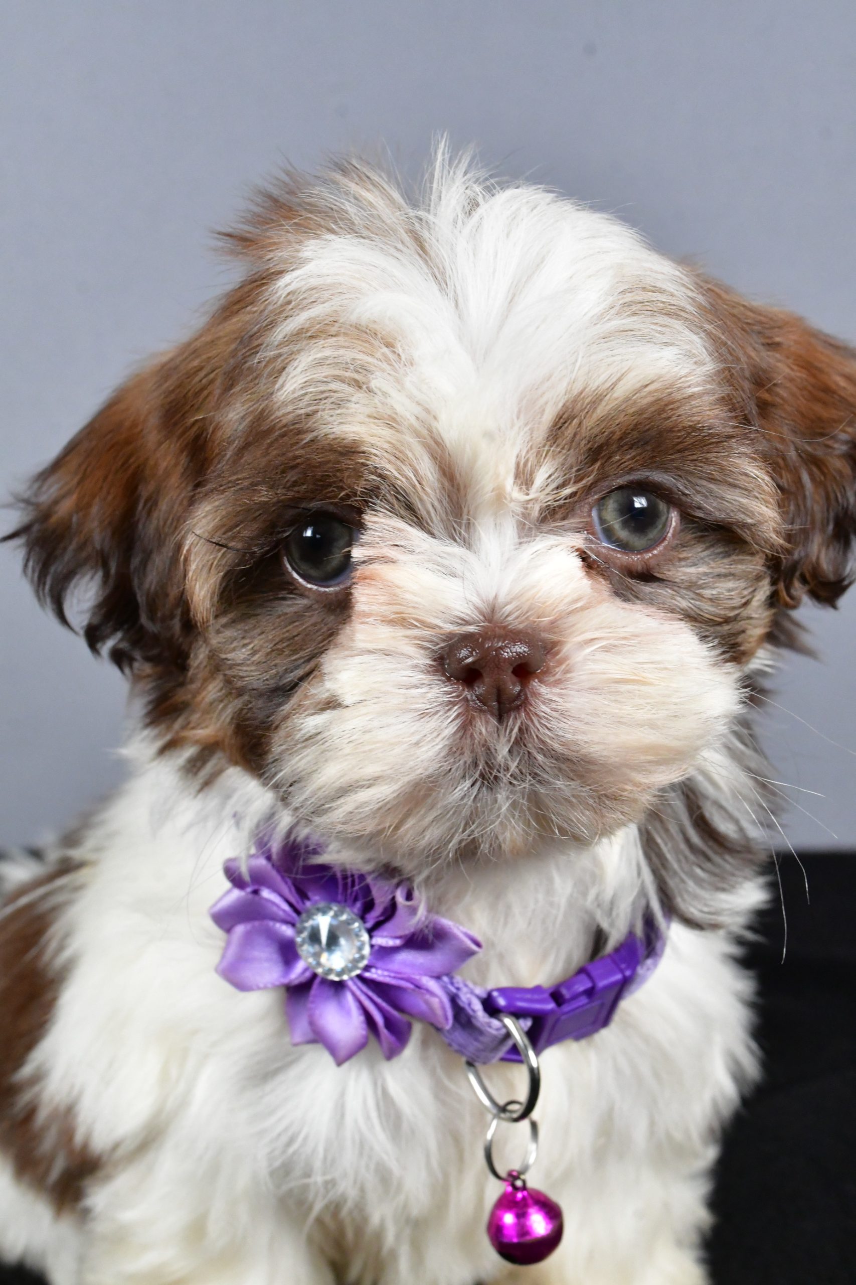 Miss Carmel The ShihTzu - Image 2