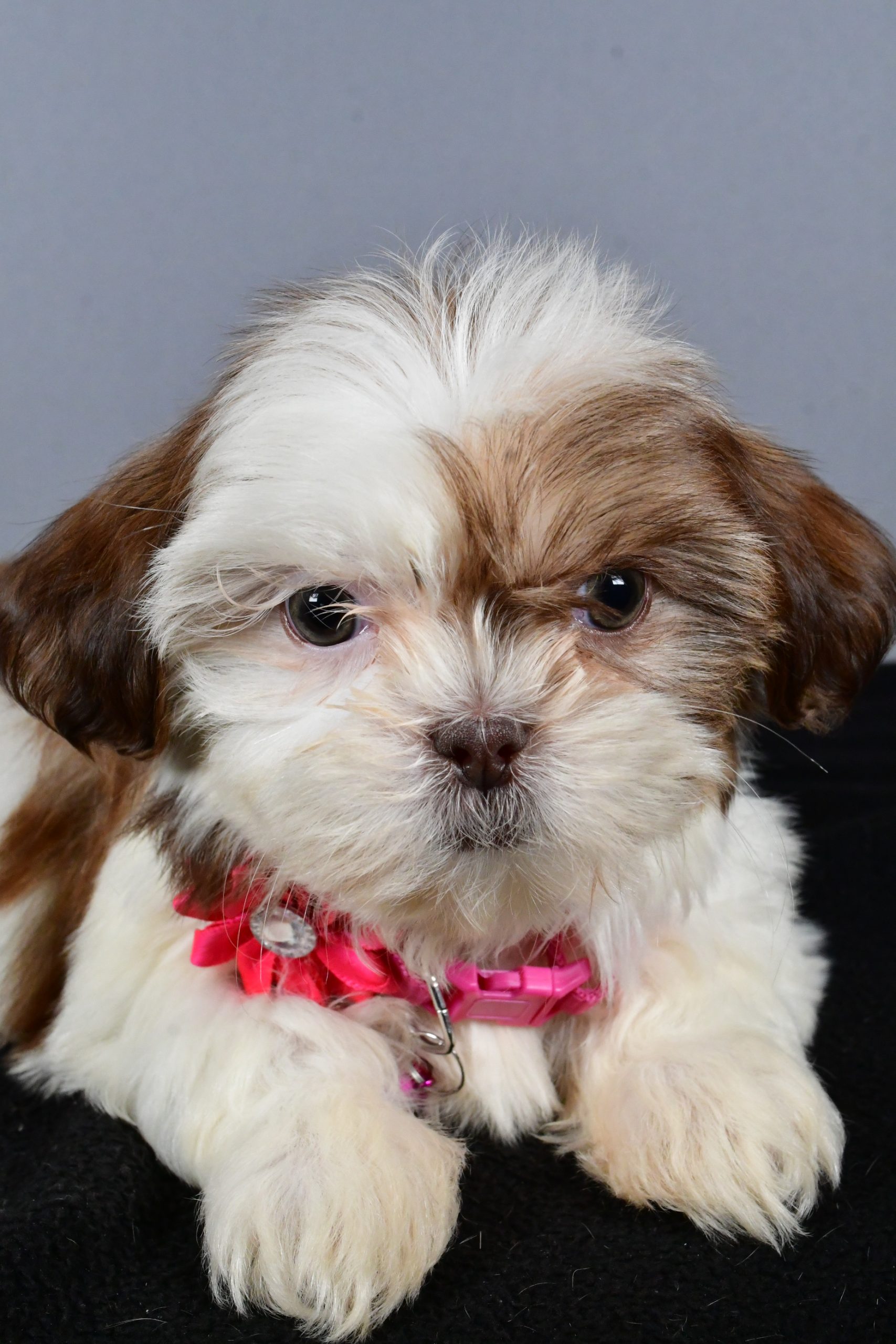 Miss Candy The ShihTzu - Image 3