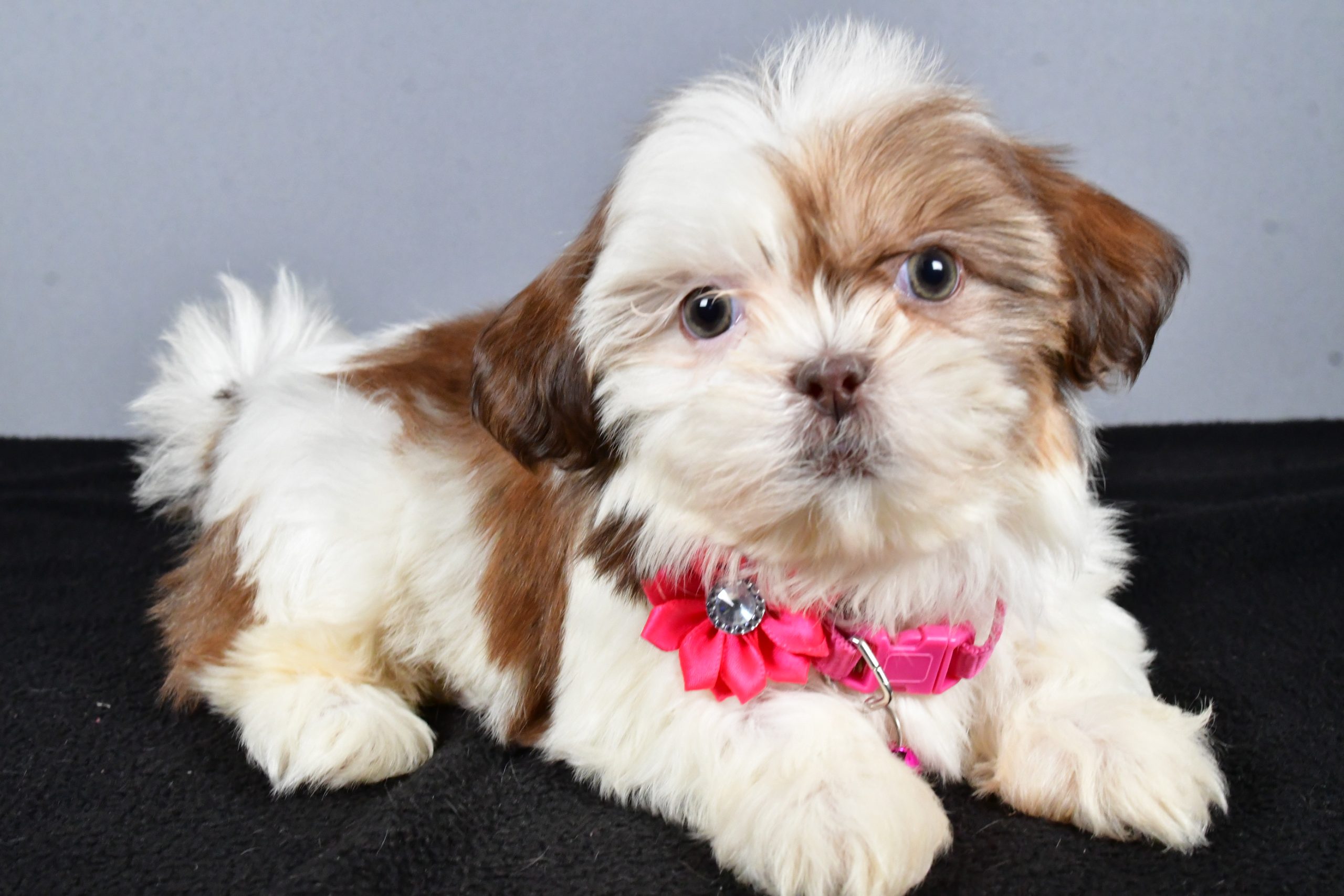 Miss Candy The ShihTzu - Image 7