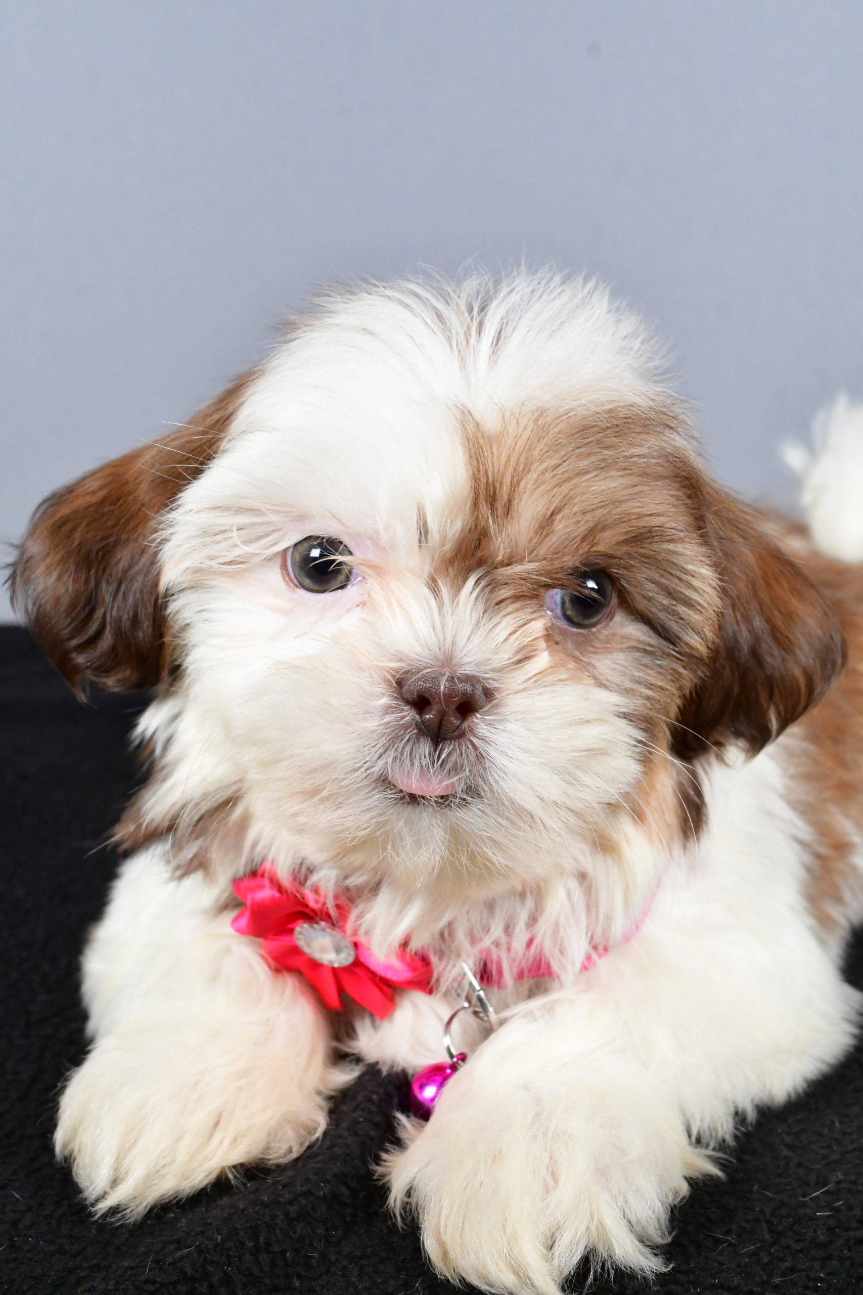 Miss Candy The ShihTzu - Image 5