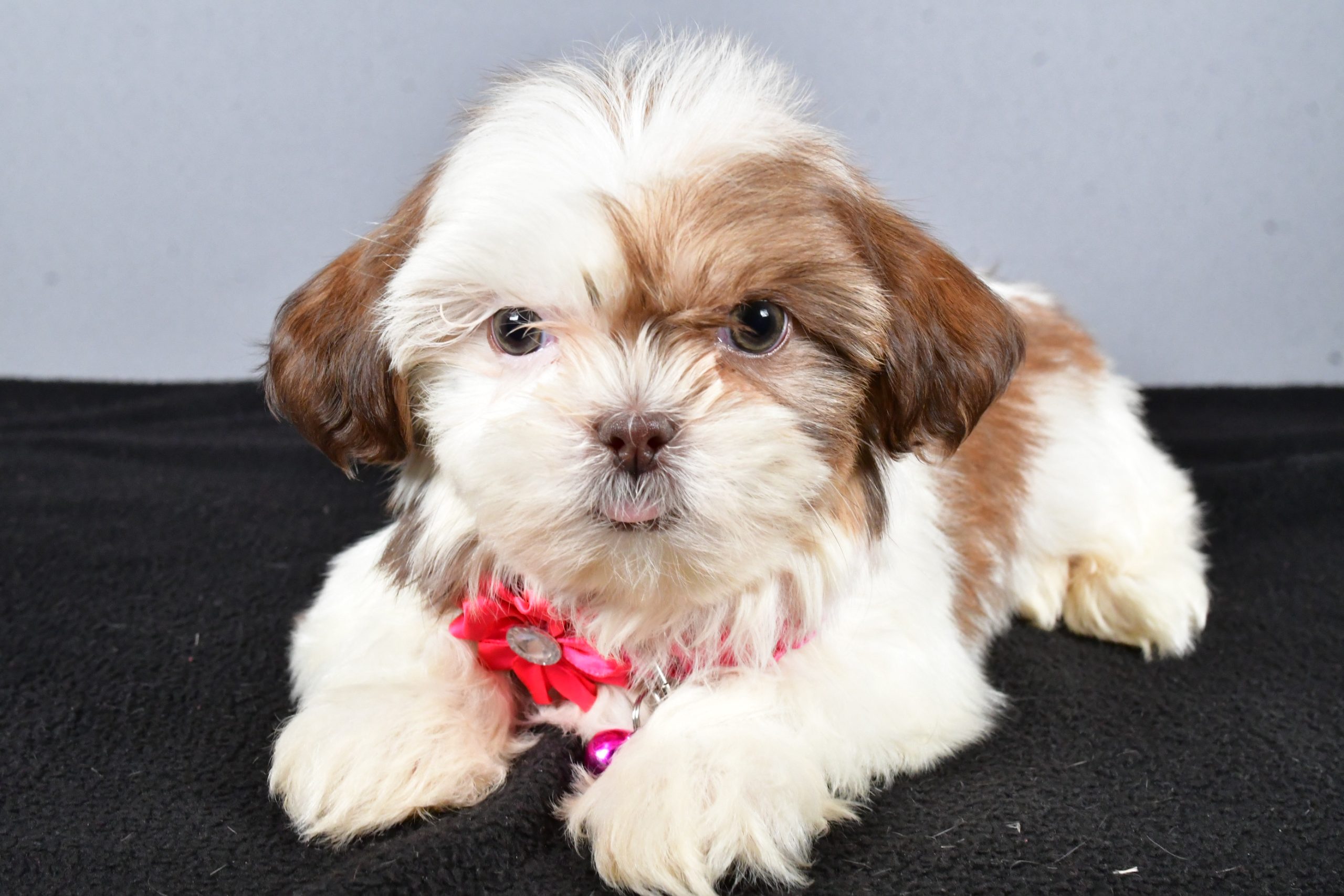 Miss Candy The ShihTzu - Image 6