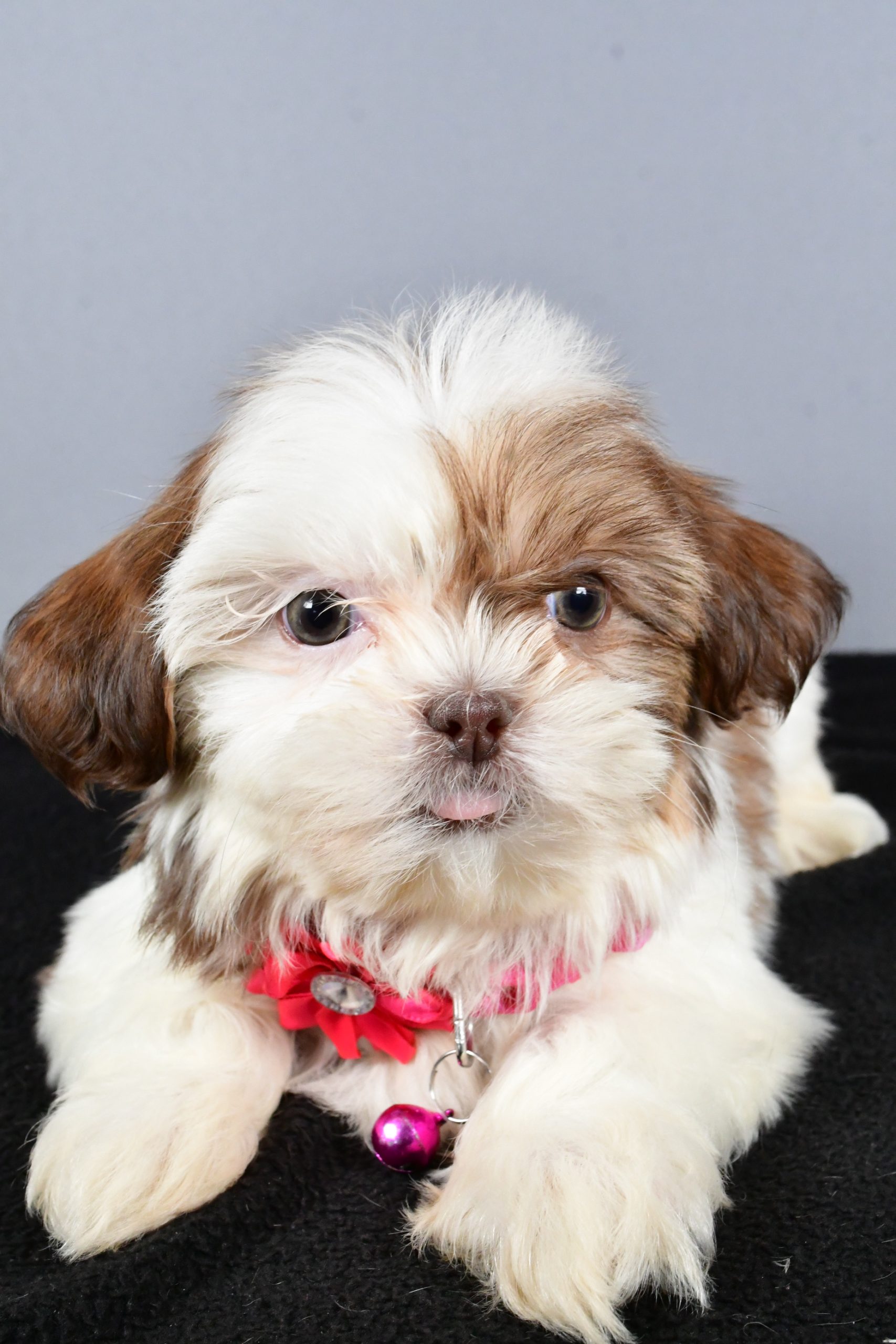 Miss Candy The ShihTzu - Image 4