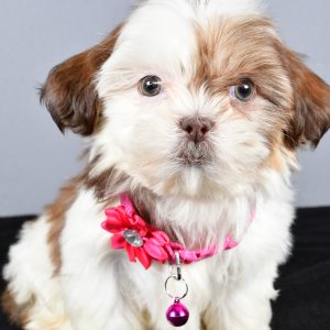 Miss Candy The ShihTzu