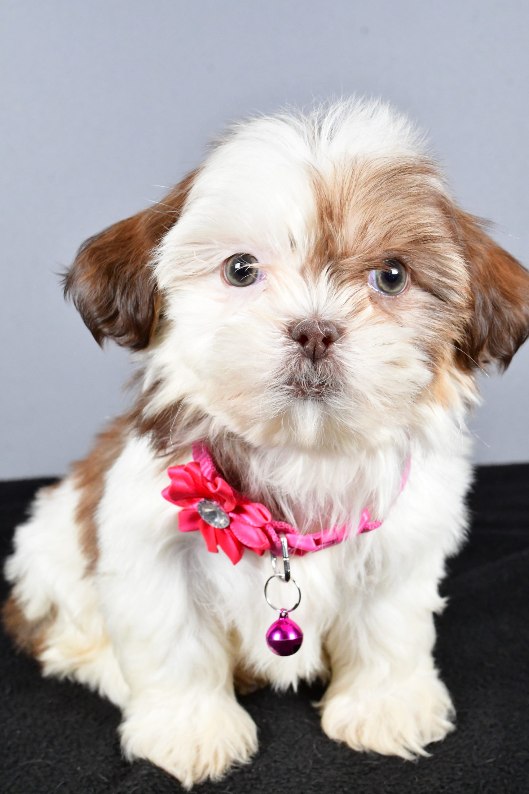 Miss Candy The ShihTzu