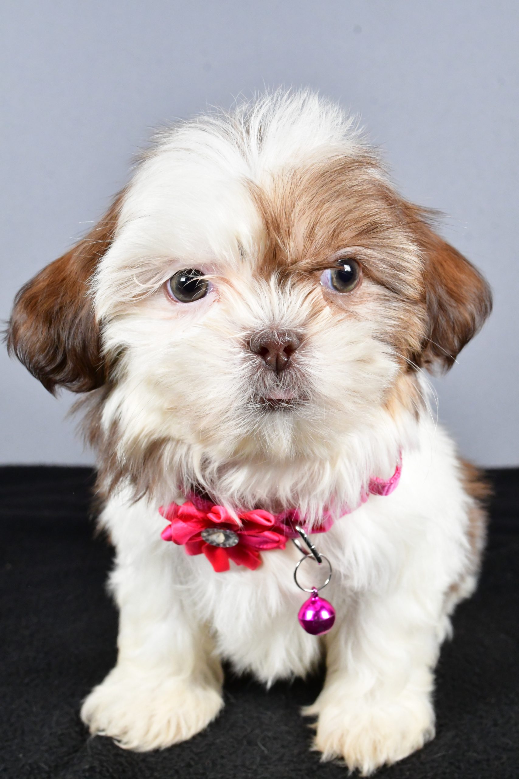 Miss Candy The ShihTzu - Image 2