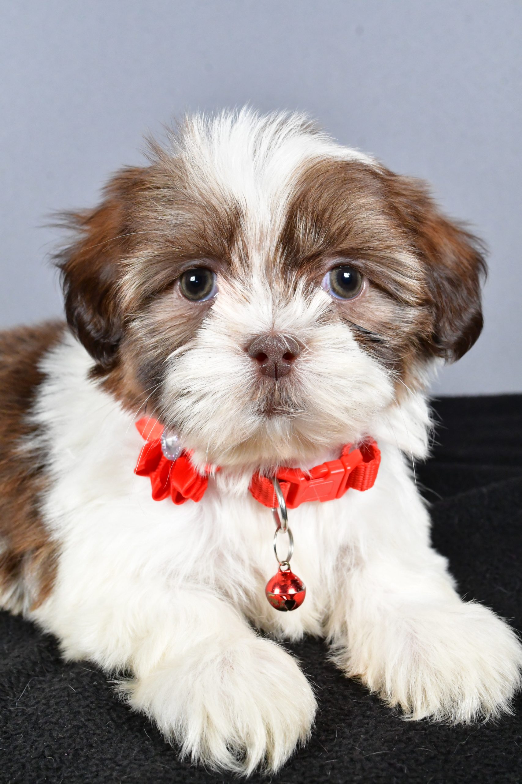 Miss Coco The ShihTzu - Image 6