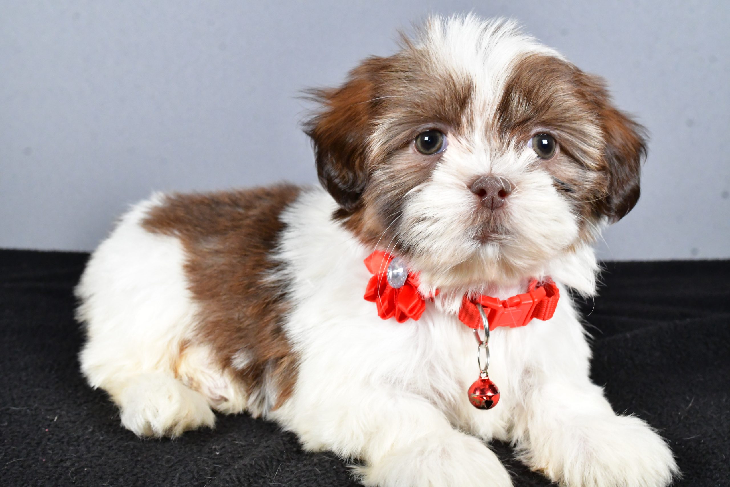Miss Coco The ShihTzu - Image 8
