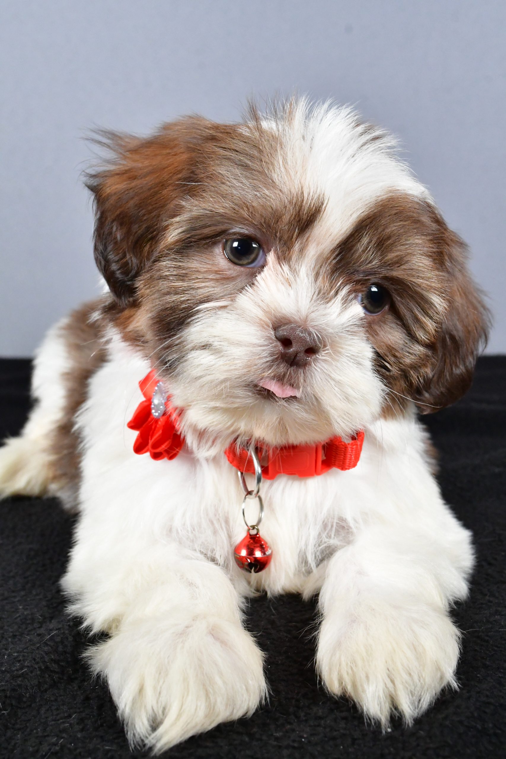 Miss Coco The ShihTzu - Image 5
