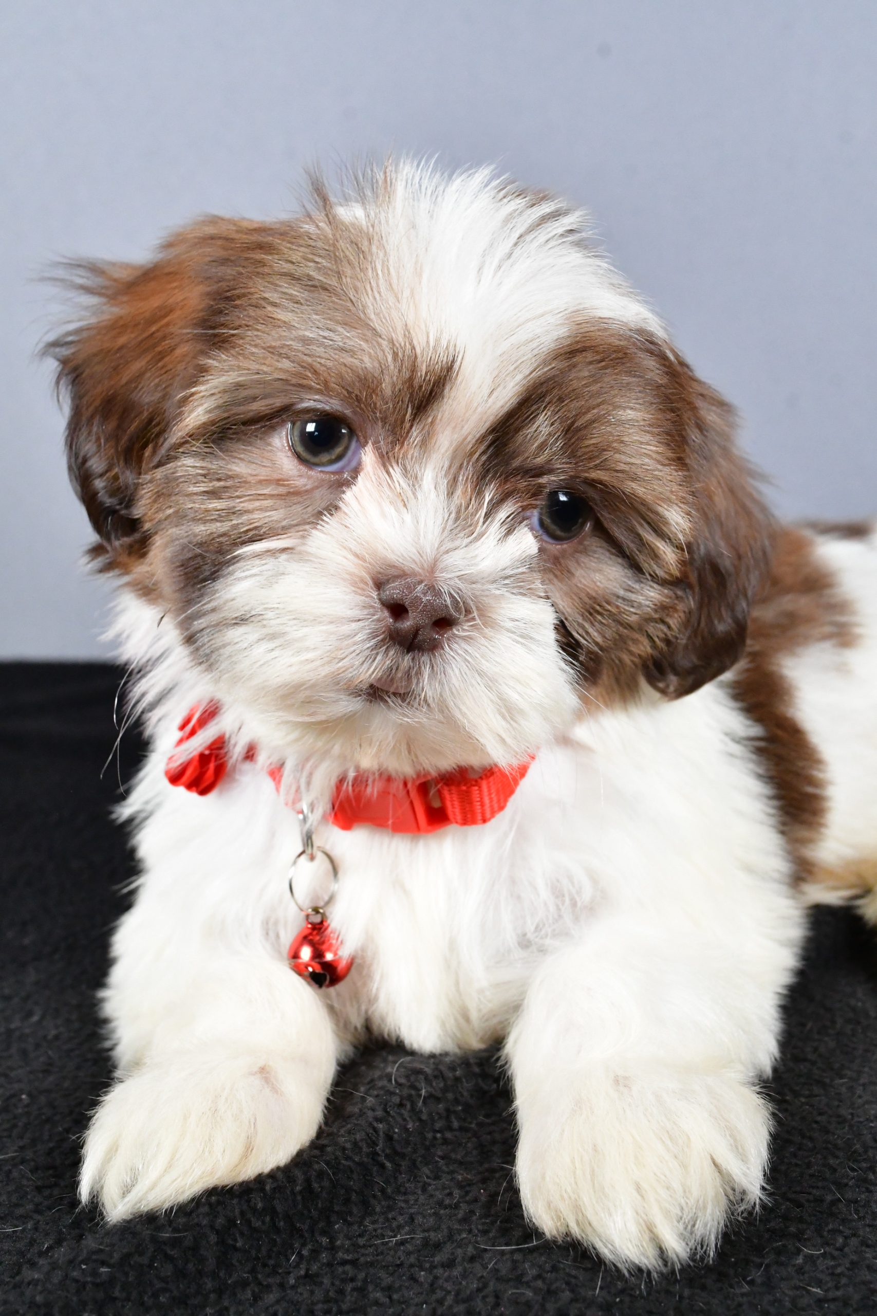 Miss Coco The ShihTzu - Image 4