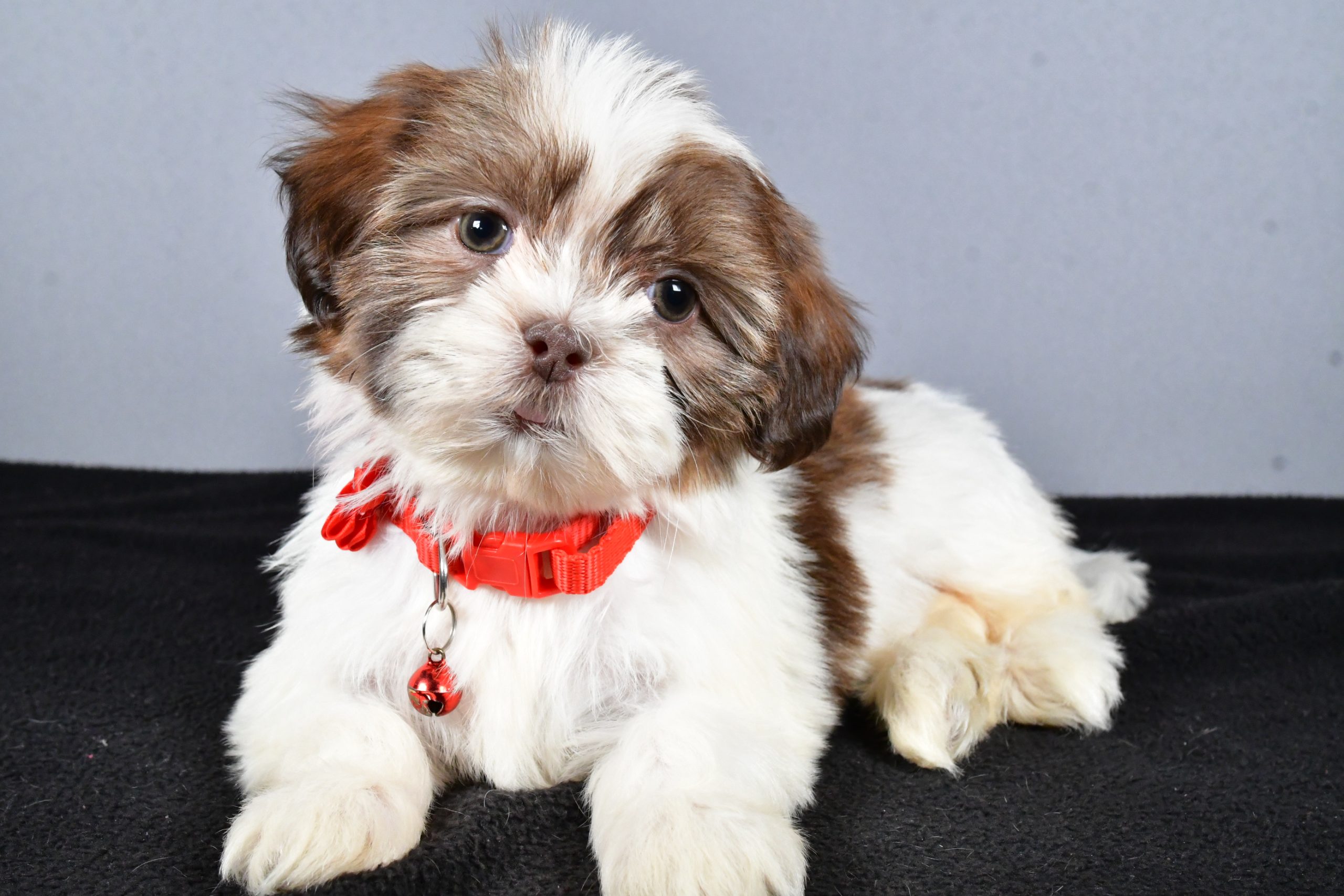 Miss Coco The ShihTzu - Image 7