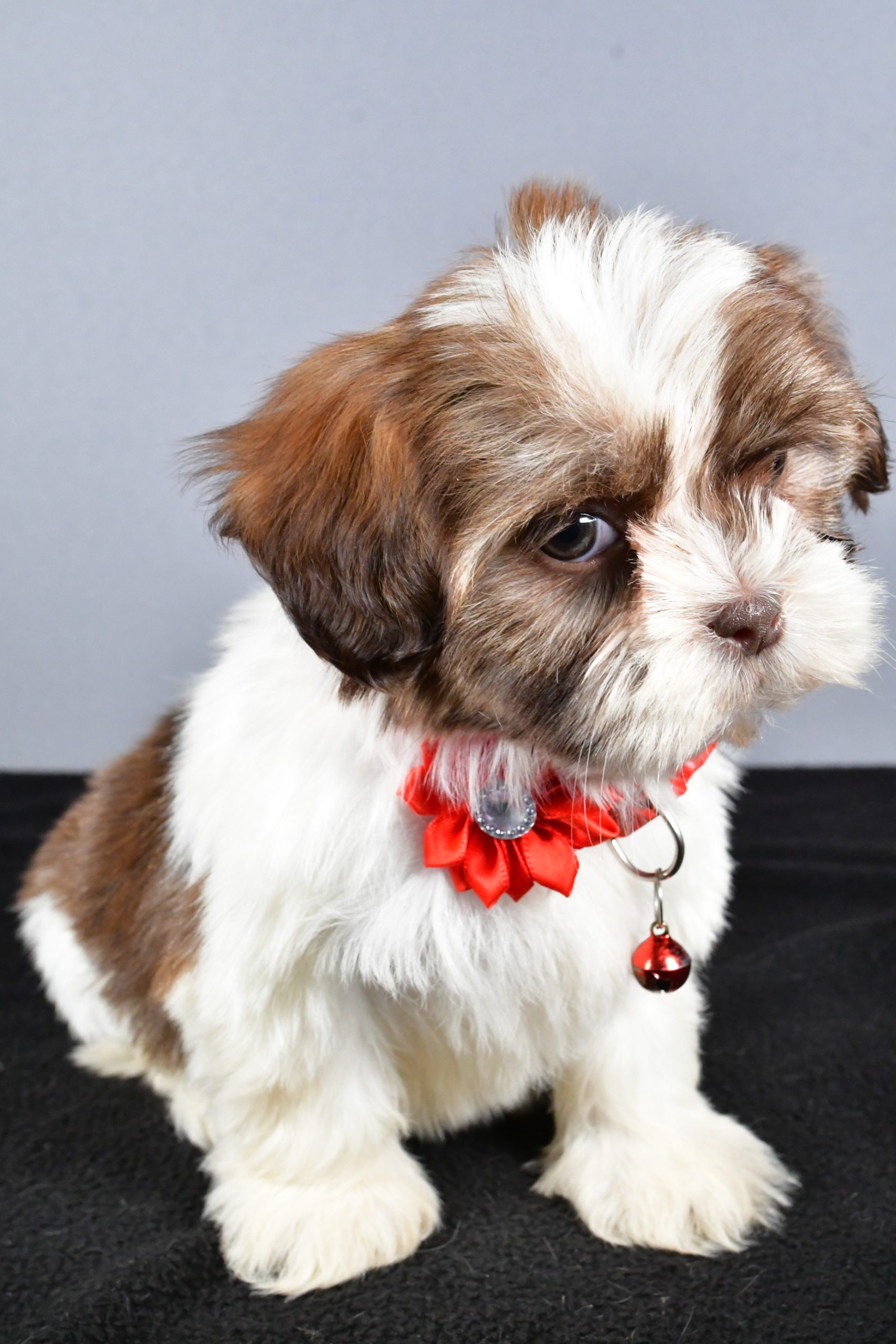 Miss Coco The ShihTzu - Image 3