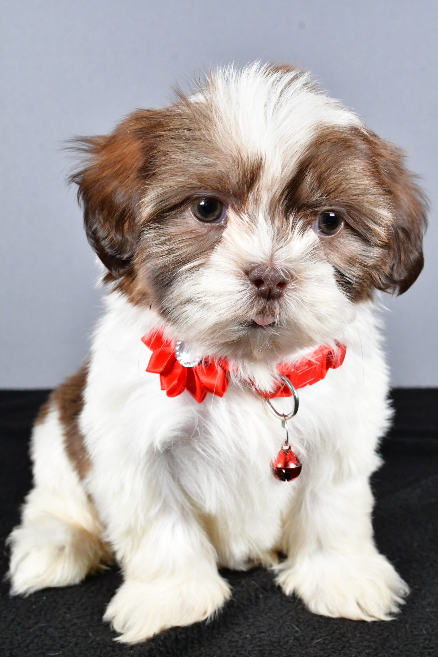 Miss Coco The ShihTzu - Image 2