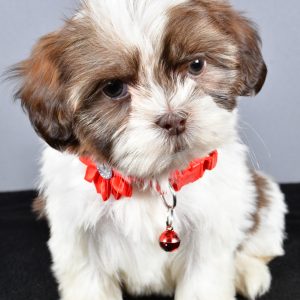 Miss Coco The ShihTzu