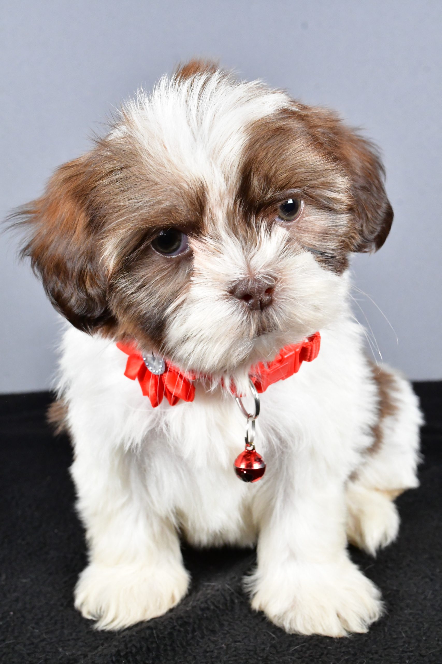 Miss Coco The ShihTzu