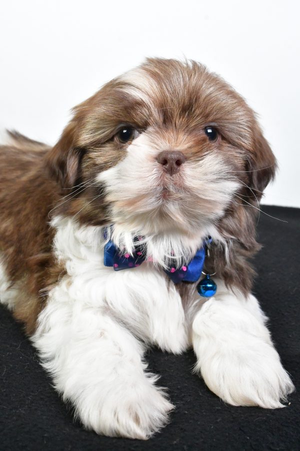 Mr. Jordan The ShihTzu - Image 3