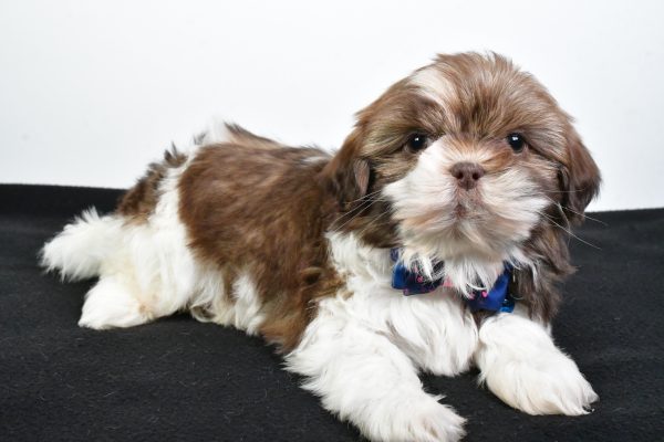 Mr. Jordan The ShihTzu - Image 6