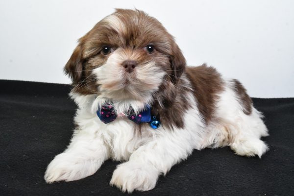 Mr. Jordan The ShihTzu - Image 7