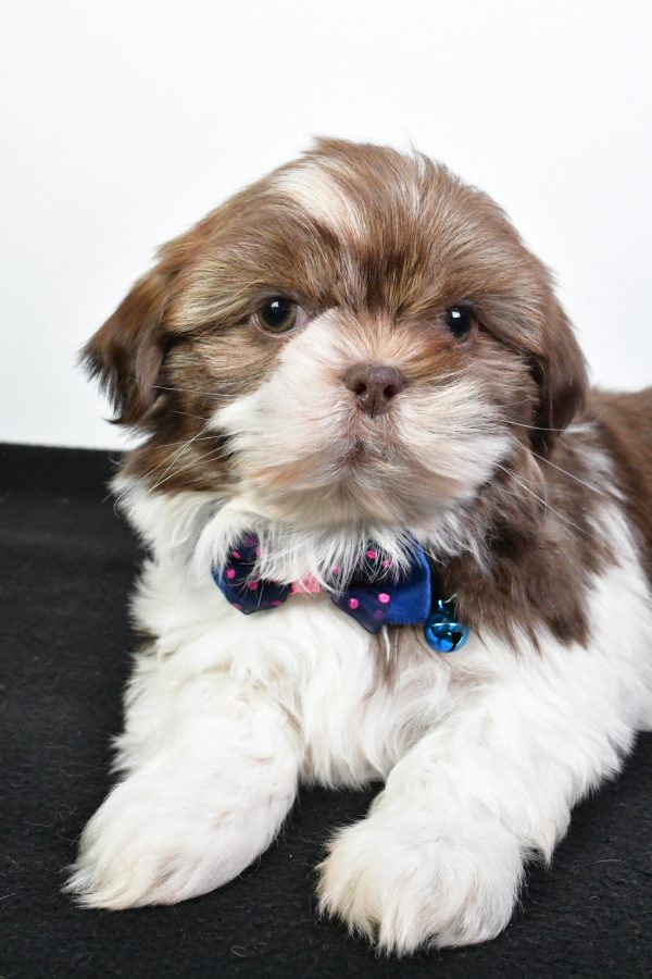 Mr. Jordan The ShihTzu - Image 4