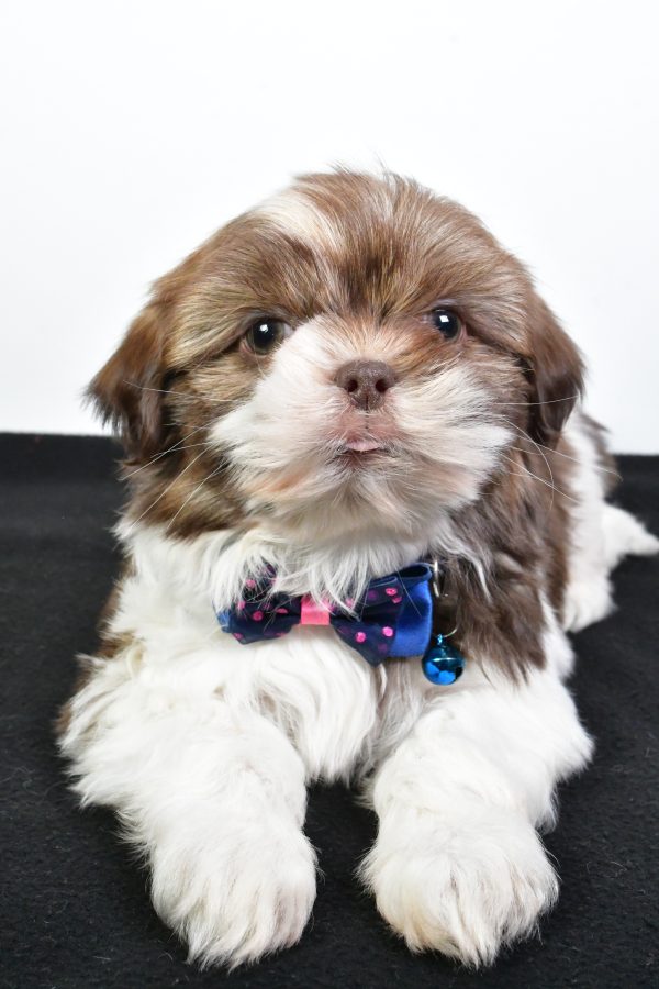 Mr. Jordan The ShihTzu - Image 5