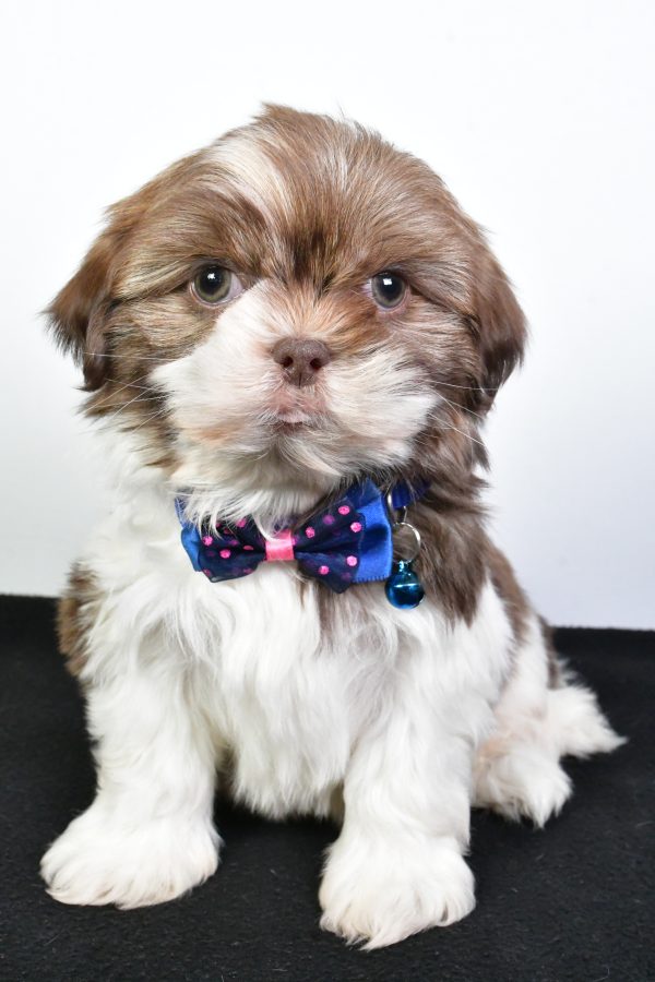 Mr. Jordan The ShihTzu - Image 2