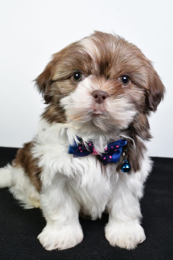 Mr. Jordan The ShihTzu