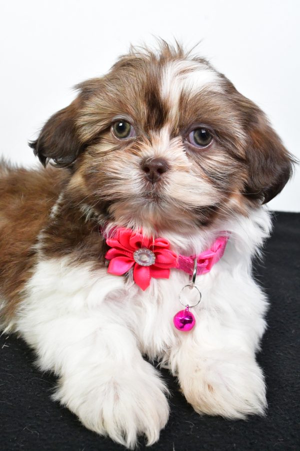 Miss Jana The ShihTzu - Image 5