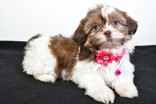 Miss Jana The ShihTzu - Image 7