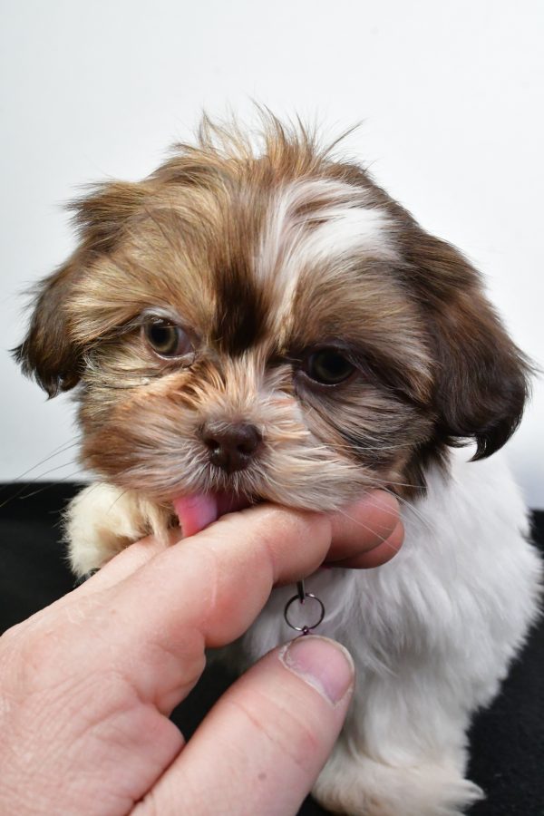 Miss Jana The ShihTzu - Image 2