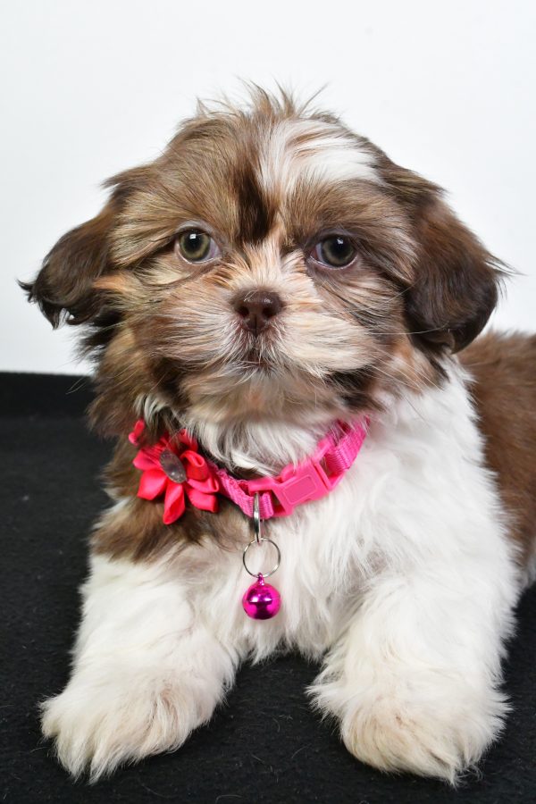 Miss Jana The ShihTzu - Image 6